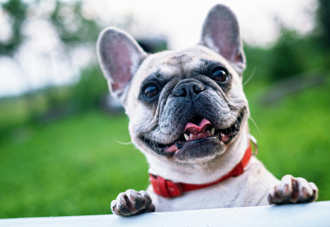 5 Signs Your Dog Needs Emergency Dental Care 🚨 (And How to Act Before the Vet!)