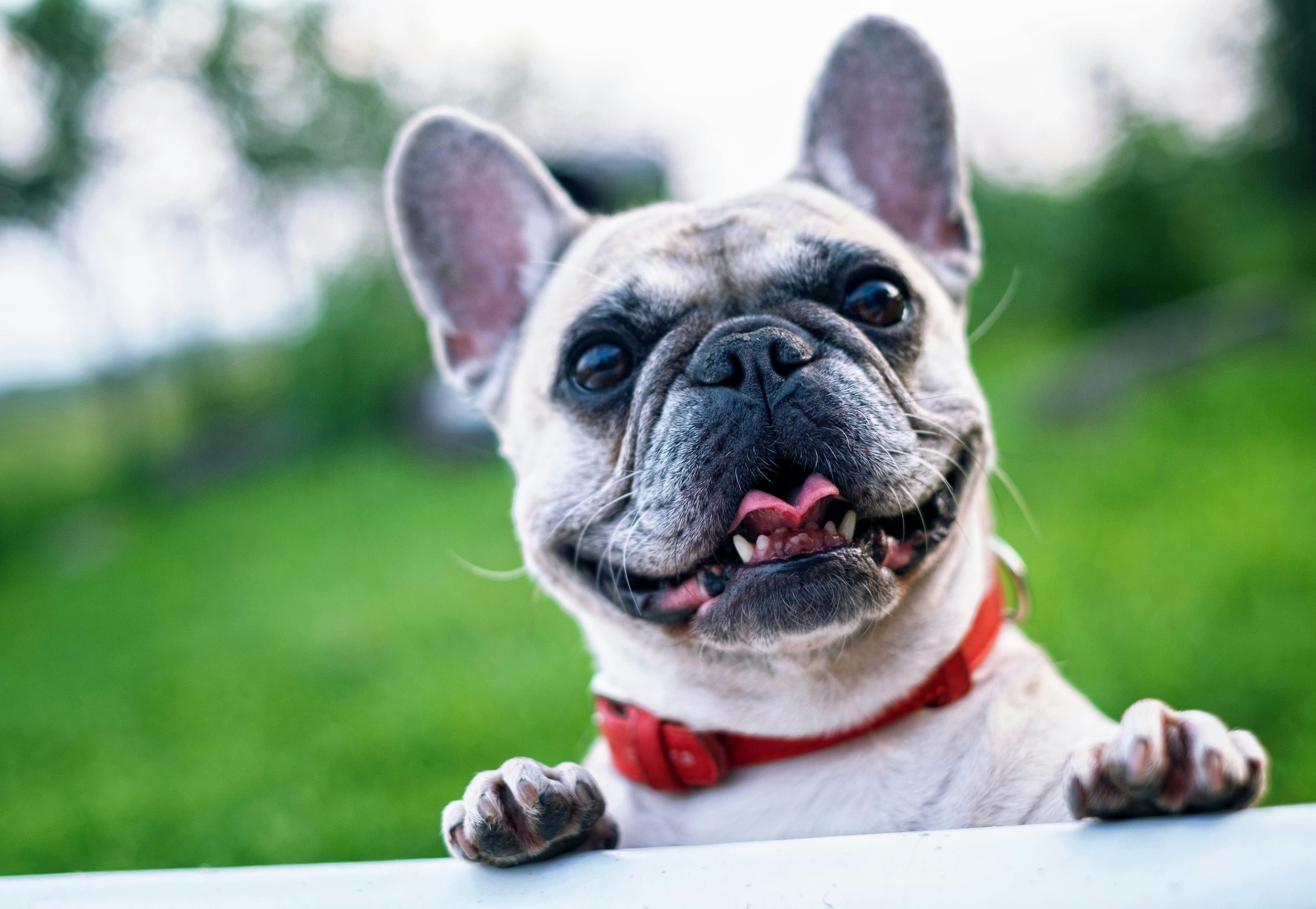 5 Signs Your Dog Needs Emergency Dental Care 🚨 (And How to Act Before the Vet!)