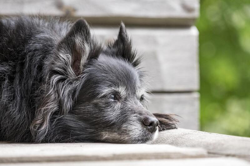 Essential Vitamins for Senior Dogs: The Anti-Ageing Guide 🧓✨