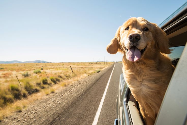 Probiotics for Dogs: Your Secret Ally Against Digestive Troubles 🦠➡️🐕
